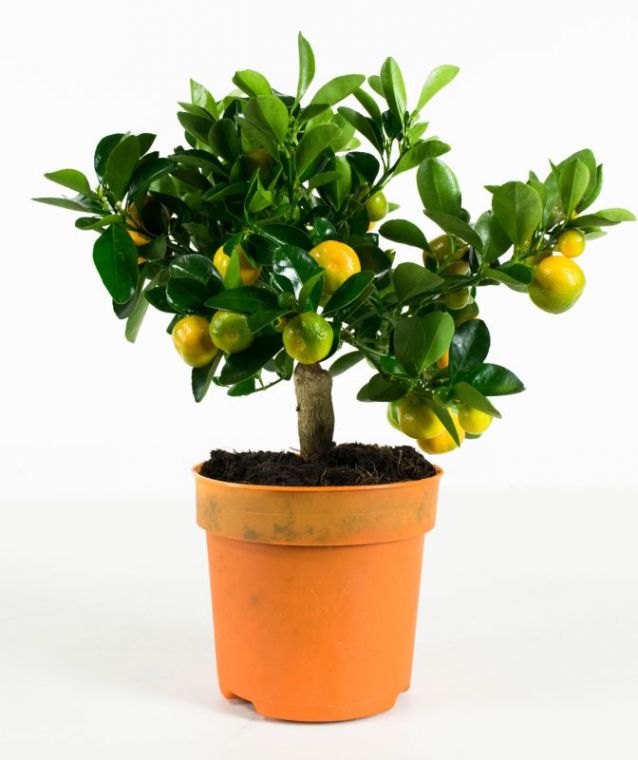 sinaasappelplant